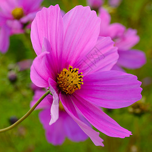 绿色模糊背景上明亮美丽的粉红色花朵花园季节卡片土地宇宙草地晴天荒野植物花瓣图片