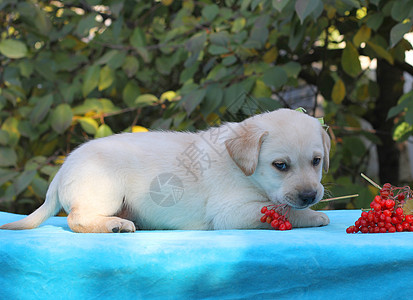 黄黄色拉布拉多小狗荚蒾喜悦箭木朋友蓝色桌子孩子猎犬幸福宠物图片