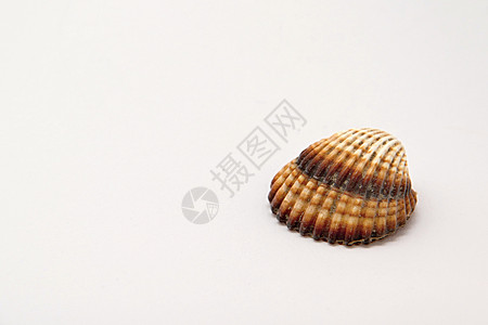 密封对象螺旋热带食物生活贝壳插图海滩海洋壳类扇贝图片