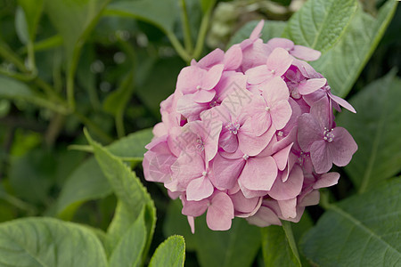 粉花花公园草本植物植物园艺植物群紫色植被叶子树叶环境图片