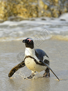 非洲企鹅观鸟公园海岸荒野野生动物家庭乐趣翅膀巨石国家图片