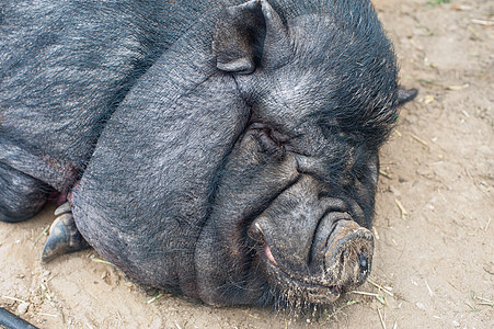 黑猪小猪猪圈哺乳动物动物公猪尾巴鼻子稻草猪肉农业图片