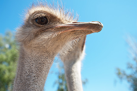 约诺公园鸵鸟荒野动物园天空野生动物眼睛头发男性蓝色图片