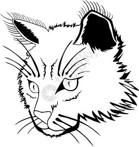 猫脸小猫哺乳动物黑色动物插图头发猫咪白色眼睛宠物图片
