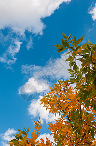 秋天的落叶 在阴云的天空中阳光公园森林植物园艺花园居住叶子季节花瓣图片