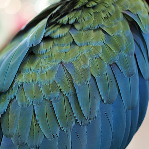 鹦鹉羽毛飞行动物园宠物动物自由野生动物翅膀鸟类荒野图片