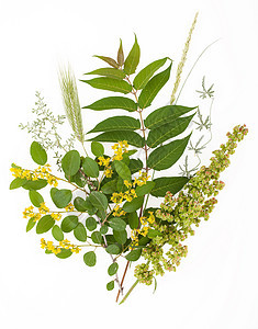 白色背景的绿色休假植被植物群静脉装饰品植物学叶子热带枝条生活藤蔓图片