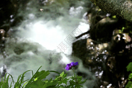 夏季山地草原上的蓝田花植物学场景草地阳光生长蓝色植物宏观季节场地图片