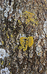 树木笼在树丛中 森林树的结壳生长框架季节环境灰色苔藓绿色白色桦木阳光图片