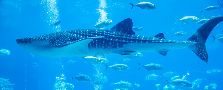 水族馆水下鲨鱼图片