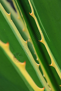 特写密闭性质场地季节花园橙子紫色宏观雏菊草地叶子植物群图片