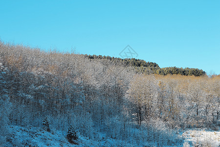 山上满是霜和积雪的树木森林童话太阳首脑暴风雪天空木头假期气候季节图片