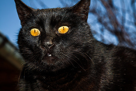 黑猫蓝色动物哺乳动物宠物小猫鼻子毛皮黄色晶须黑色图片