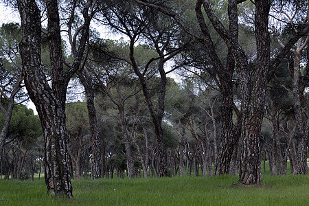 松树林绿色森林松树木头植物群树干图片