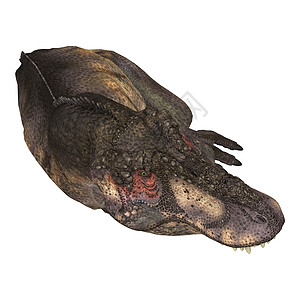 恐龙暴龙恐慌时代生物野生动物食肉捕食者侏罗纪古生物学绿色怪物图片