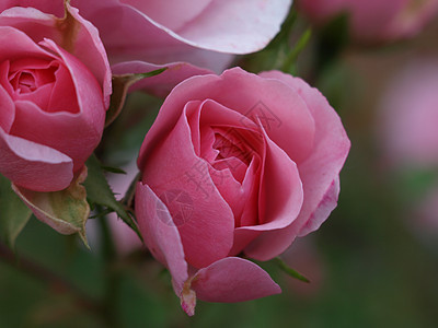 灌木丛上的粉红玫瑰图片