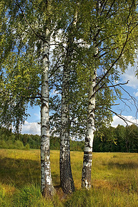 带有俄罗斯圆形的风景草地公园晴天叶子环境旅行季节木头森林自然图片