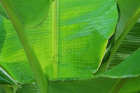 香蕉叶绿色植物叶子天气图片