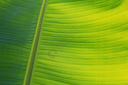 香蕉叶天气叶子植物绿色图片