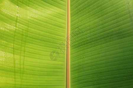 香蕉叶叶子绿色天气植物图片