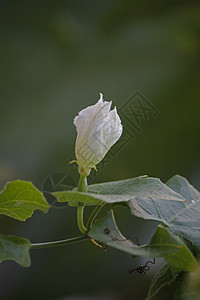 哥伦比亚大肠杆菌 易挥高尔德 科皮尼亚印度迪卡黄瓜脚趾药物西瓜热带葫芦绅士球藻蔬菜藤蔓图片