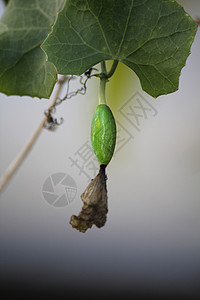 哥伦比亚大肠杆菌 易挥高尔德 科皮尼亚印度迪卡幼果葫芦水果球藻绅士热带脚趾蔬菜药物藤蔓图片