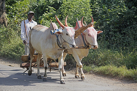 Farmar携带一对有犁的公牛田园风光成人农民重刃动物食草男人村庄农场图片
