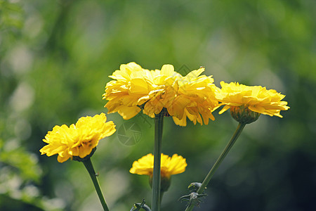 英国Marigold 卡伦杜拉盆栽年花植物科紫菊目花朵家庭金盏花黄色万寿菊向日葵背景图片