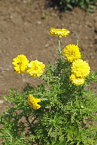 英国Marigold 卡伦杜拉万寿菊年花谜语向日葵家庭花朵植物科黄色盆栽紫菊目背景图片