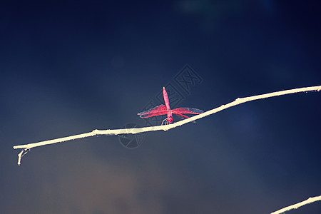 斯嘉丽的龙凤 克罗科提米斯红心病蜻蜓昆虫蜻蜓目鳄鱼异翅目红色图片