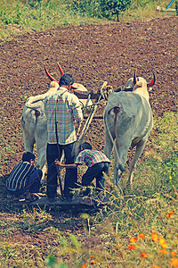 农民耕种田地工作农业体力劳动者动物农场生长耕作车削企业工人图片