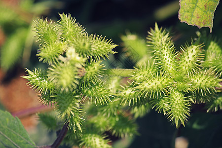 北安提俄西北部Noogoora布尔的水果果实毛刺钩刺草本边缘苍耳木本植物硬毛多刺图片