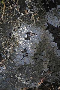 岩石盾油菜目叶状油菜地衣岩盾菌类金黄色菌科图片