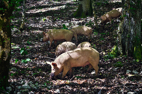 森林中的猪图片