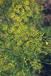 佛罗伦萨茴香香草伞形叶子花序伞状簇芳香黄色粮食植物家族图片