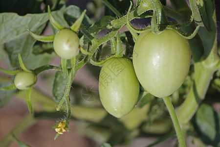 莱科佩西翁埃库伦敦 索拉南食物植物生长蔬菜绿色水果农场家族农业菜园图片