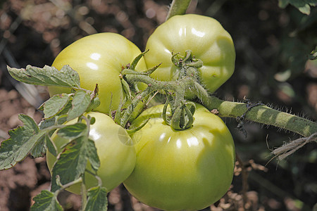 莱科佩西翁埃库伦敦 索拉南蔬菜生长水果食物绿色菜园植物农场农业家族图片