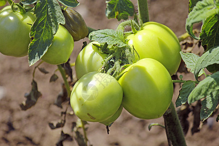 莱科佩西翁埃库伦敦 索拉南植物食物家族蔬菜生长农业农场水果菜园绿色图片