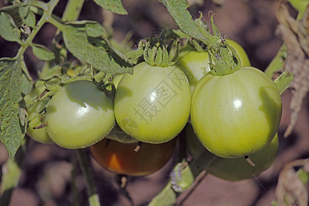 莱科佩西翁埃库伦敦 索拉南食物家族菜园生长蔬菜植物农业绿色农场水果图片