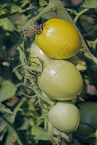 莱科佩西翁埃库伦敦 索拉南食物水果植物蔬菜菜园绿色农业农场家族生长图片