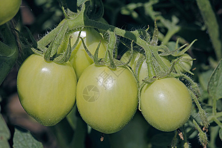 莱科佩西翁埃库伦敦 索拉南农业食物农场家族蔬菜绿色菜园植物生长水果图片