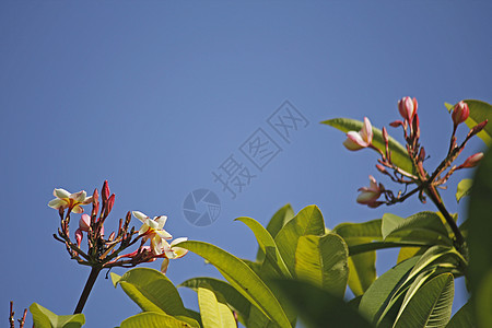 弗朗吉帕尼红色家族灌木粉色茉莉小树鸡蛋花寺庙植物香花图片