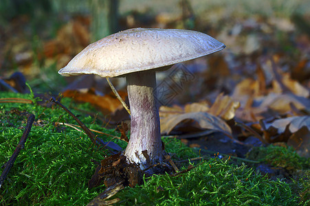 花草蘑菇在苔上生长真菌食物垃圾叶子叶状植物群森林植物苔藓图片