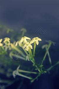 白阴之夜茉莉女王白色家族管状奶油色花朵藤状茎香水灌木图片