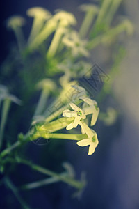 白阴之夜管状藤状茎奶油色白色家族茉莉灌木花朵香水酸橙图片