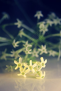 白阴之夜藤状茎管状茉莉白色花朵家族奶油色灌木女王香水图片