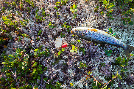 捕捞北方的鲑鱼鱼 诱饵淡水苔原游泳休息溪流娱乐钓鱼运动皮肤苔藓图片