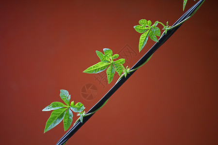 I Palmata植物叶子绿色背景图片