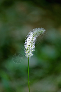 Setaria 脊椎骨灰 布里斯蒂里狐尾毛狐尾花序小穗食品圆锥花序饥荒植物科狗尾草图片