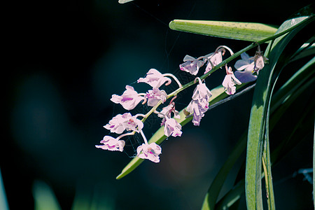 卷曲的花簇飞蛾兰花花朵家族图片